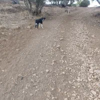 سلام واگذاری سه توله|سگ|گهواره, |دیوار