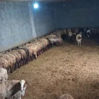 فروش ۷۰راس میش ۶۸راس بره