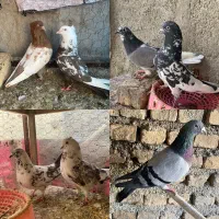 کبوتر نروماده تکپر پرشی ویه جفت رنگی نرسبز تکی