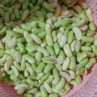 پاچ باقالا تازه آماده پوست کنده