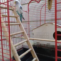 یک عدد مرغ عشق