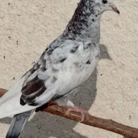  جیر|پرنده|قم, شاه سید علی|دیوار