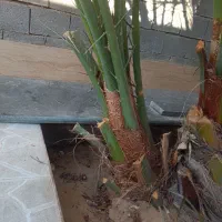 دوتا پاجوش برحی|گل و گیاه طبیعی|چغادک, |دیوار