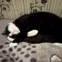 واگذاری رایگان گربه|گربه|اصفهان, ملک‌شهر|دیوار