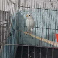 ۱۱ عدد قناری ..|پرنده|بروجرد, |دیوار