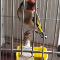 سهره جفتی چهارگل