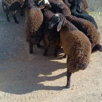 بره نر پای پروار درجه یک