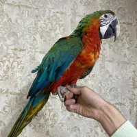 جوجه طوطی ارا هارلی کویین ماکائو کاکادو کاسکو|پرنده|تهران, منیریه|دیوار