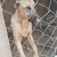 واگذاری سگ سرابی