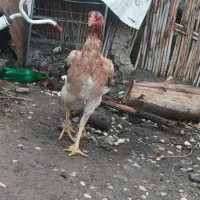 مرغ اوشامو|حیوانات مزرعه|دلند, |دیوار