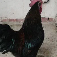 مرغ وخروس لاکندزی و ...|حیوانات مزرعه|شیراز, غدیر شمالی|دیوار