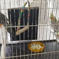 جوجه وجوانه عروس|پرنده|سبزوار, امیریه|دیوار