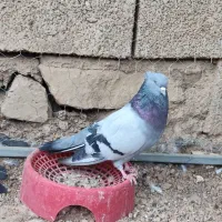 نر سبز صدادار نسل قدیم عطیقه|پرنده|مسجد سلیمان, |دیوار