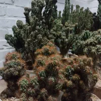 کاکتوس صخره ایی