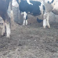 گوساله ماده|حیوانات مزرعه|ماهنشان, |دیوار