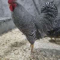 تخم مرغ .جوجه ومرغ .خروس