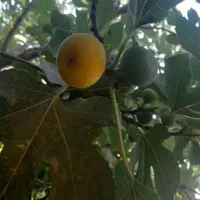 انجیر|خوردنی و آشامیدنی|پیشوا, |دیوار