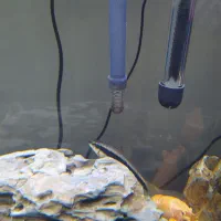 اکواریوم|ماهی|مشهد, تربیت (صدف)|دیوار