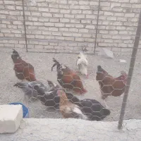 فروش مرغ و خروس محلی