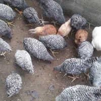 تخم‌مرغ|حیوانات مزرعه|رشت, حومه رشت|دیوار