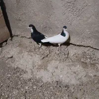 یه جفت سیاهپوش نروماده