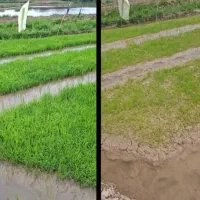 با کود ارگانیک محصولتو ۲برابرکن (نمایندگی اصلی)|خدمات باغبانی و درختکاری|تهران, گلستان (شهرک راه آهن)|دیوار
