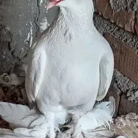 کبوتر