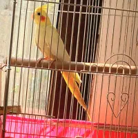 یه عدد عروس هلندی نر بالغ لوتینو زعفرانی