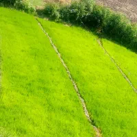 نشا چلتوک