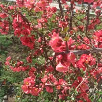 باغ ۱۰۰۰متری برجاده مشگین