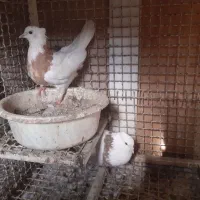 نروماده طوقی زرد خال دار|پرنده|خمینیشهر, |دیوار