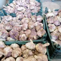 سیر زنجان وهمدان|خوردنی و آشامیدنی|شیراز, شهرک نیروی انتظامی|دیوار