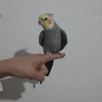 عروس هلندی|پرنده|ساوه, |دیوار