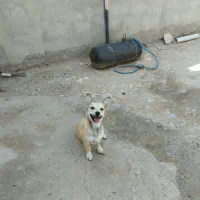 دزدیده شده یابنده مژدگانی ویژه