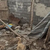 سگ نگهبان