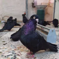 زاغ واکسی چشم نوک.برف|پرنده|رودان, |دیوار