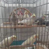 عروس هلندی