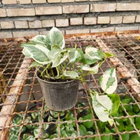 پتوس|گل و گیاه طبیعی|مشهد, شهرک مطهری|دیوار