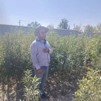 بسـیار مقـاوم وبهـره وری بهــتر|خدمات باغبانی و درختکاری|سامان, |دیوار