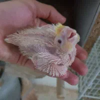 قناری فنج مرغعشق عروس