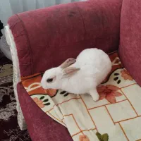 خرگوش نر سالم