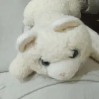 دوعدد عروسگ سگ و گربه پشمالو ۲۵۰|اسباب‌‌بازی|اهواز, کیان اباد|دیوار