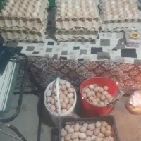 تخم مرغ محلی