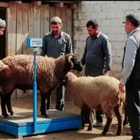 توجه*طرح مصرف خانوار*۳۰٪تخفیف گوسفند زنده بشرط