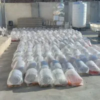 ماهی قرمز|ماهی|کرمانشاه, |دیوار