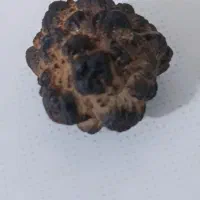 شهاب سنگ اصلی|کلکسیون و سرگرمی|یاسوج, |دیوار