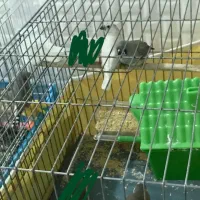 فنچ سرحال|پرنده|دره شهر, |دیوار