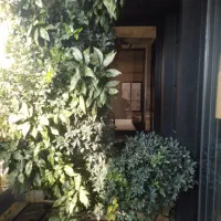 دیوار سبز(گرین وال)|خدمات باغبانی و درختکاری|قم, هنرستان|دیوار