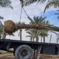 انواع نخل وپاجوش|خدمات باغبانی و درختکاری|یزد, |دیوار