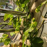 فروش گل پتوس|گل و گیاه طبیعی|رشت, حمیدیان|دیوار